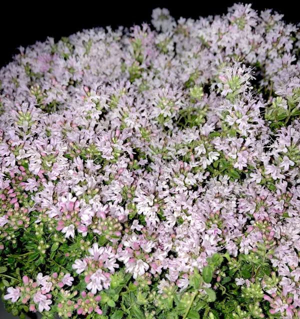 Thyme Pink Chintz